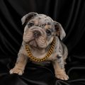 Saint the chain